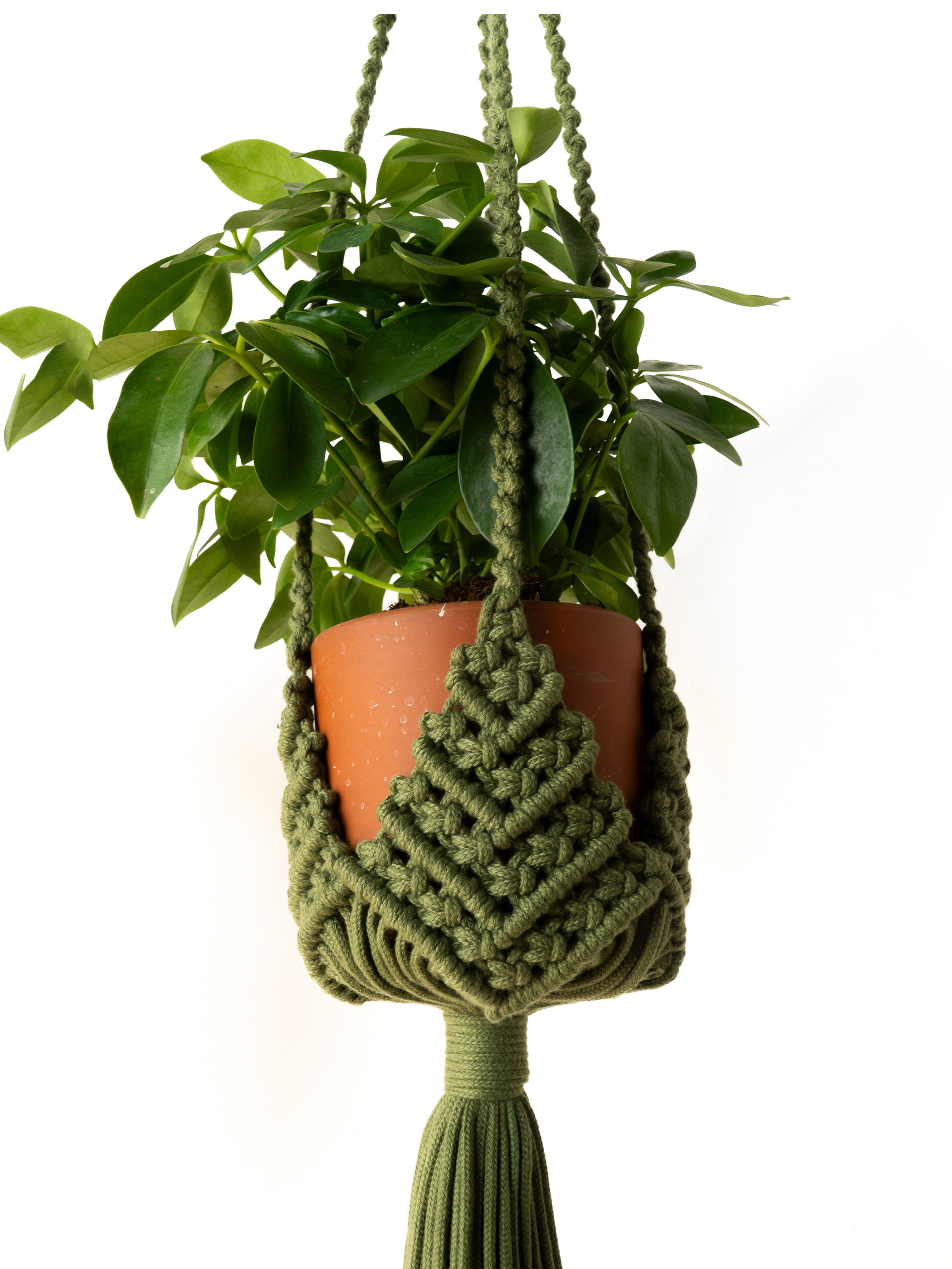 An olive green macrame plant hanger holding a terracotta pot with a green leafy plant, suspended against a plain white background.