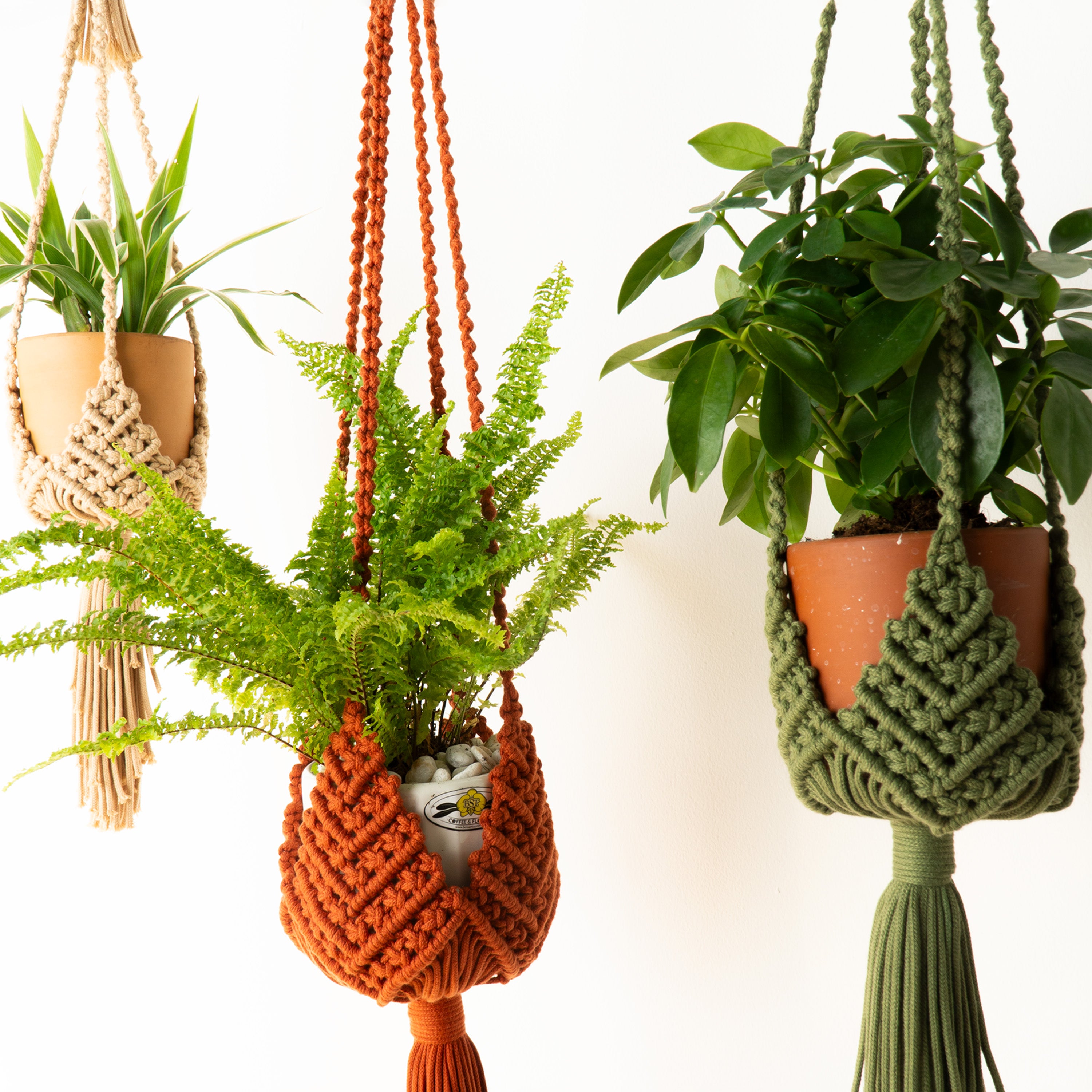 Three macrame plant hangers in beige, rust orange, and sage green, each holding a potted green plant against a plain white background.