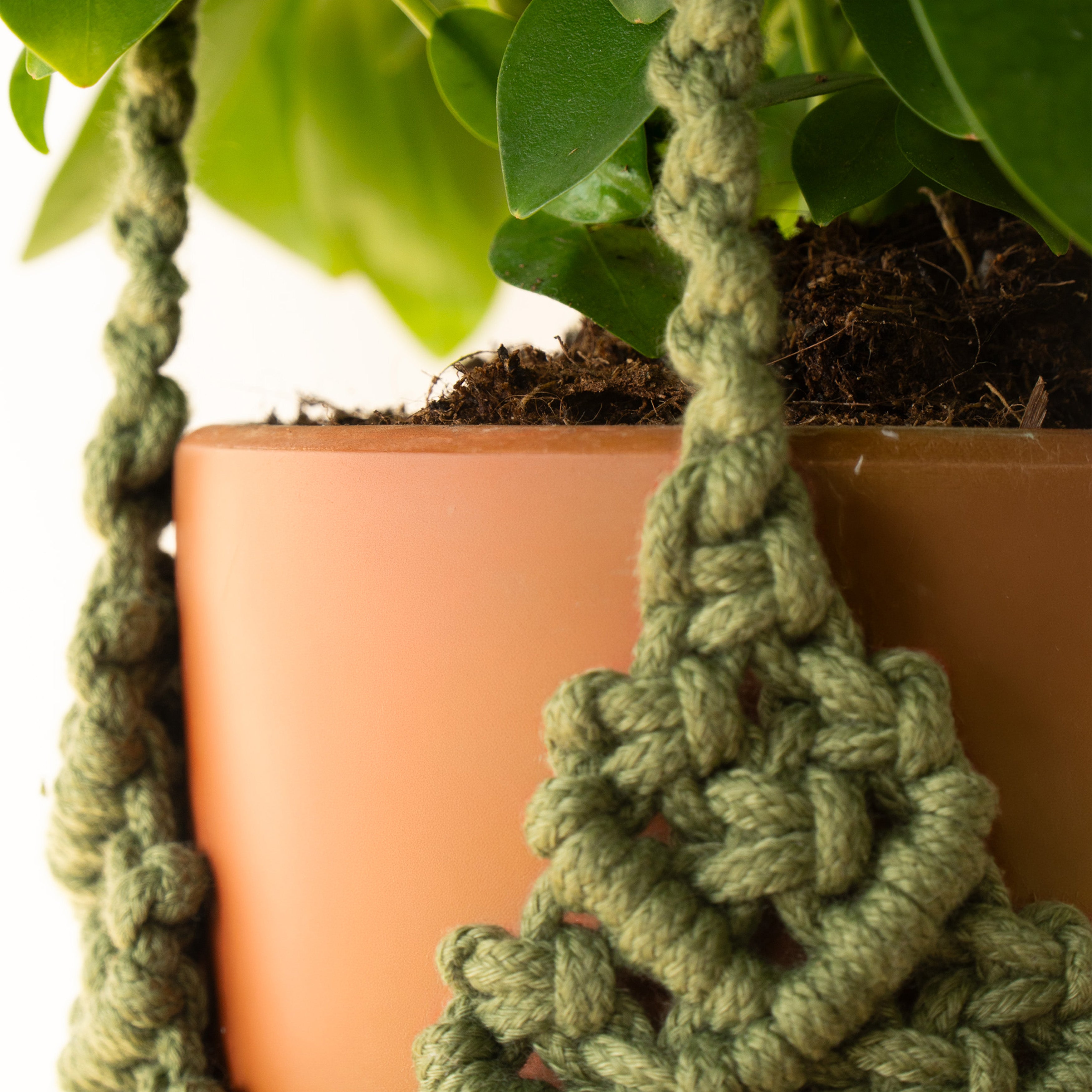 Close-up of a green macrame plant hanger holding a terracotta-colored planter with green leaves and soil, against a white background.